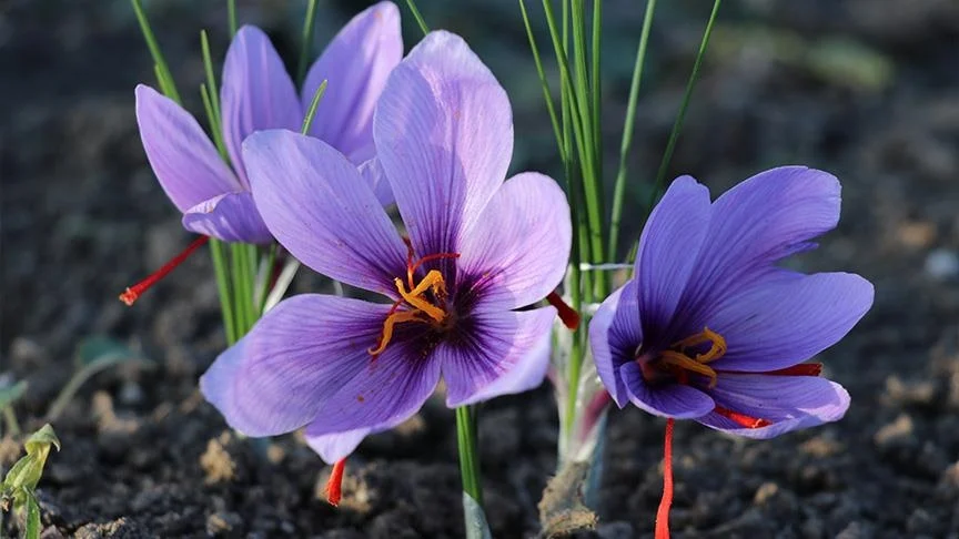 A complete introduction to saffron and the stages and types of saffron cultivation